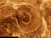 arach1(1).gif (243871 bytes)