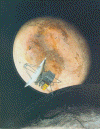 plutoex.gif (244118 bytes)